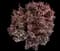 Barberry Bush — design image 28