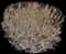 Ivory Halo® Variegated Dogwood — design image 12