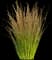 Northwind Switch Grass — design image 3