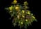 Compact Oregon Grape — design image 2