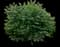 Oklahoma Redbud — design image 1