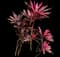 'Red Sister' Cabbage Palm — design image 7