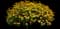 Tuscan Sun Perennial Sunflower — design image 2
