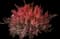 Barberry Bush — design image 14