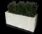 Yew Podocarpus — design image 5