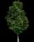 Easy Street Norway Maple — design image 1