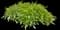 Sweet Potato Vine (Ipomoea) — design image 5