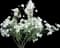 Rosa Floribunda 'Iceburg' — design image 3