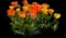 Tulip 'Daydream' — design image 1