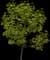 Manna Ash — design image 1