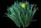 Wild Daffodil — design image 6