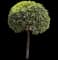 Sky Flower — design image 8