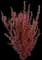 Barberry 'Orange Rocket' — design image 4