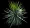 Spanish Dagger Yucca — design image 7