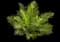 'Silver Lady' Tree Fern — design image 1