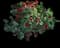 Little John Dwarf Bottlebrush — design image 7