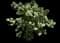 Eastern Snowball Bush — design image 10