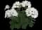 Boldly® White Geranium — design image 3