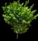 Jefferson Filbert Hazelnut Tree — design image 1
