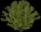Hazelnut Tree — design image 1