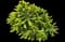 Birds Nest Spruce Tree — design image 2