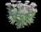 Autumn Charm Sedum — design image 1