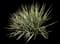 Banana Yucca — design image 2