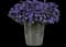 Monarch Magic Floss Flower — design image 4