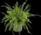 Kimberley Queen™ Australian Sword Fern, Queen Fern — design image 4
