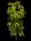 Yulan Magnolia Tree — design image 1