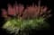 Pink Muhly Grass — design image 3