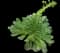 Tree Aeonium — design image 15