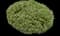 Ivory Halo® Variegated Dogwood — design image 3