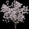 Saucer Magnolia Tree — design image 9