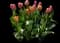Tulip 'Coral Pride' — design image 1