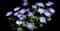 Grecian Windflower — design image 1