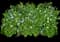 Periwinkle — design image 1