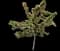 Crabapple Tree — design image 16
