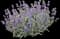 Salvias — design image 1