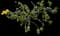 Tropical Hibiscus Tree — design image 9