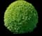 Boxwood Shrub — design image 17
