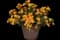 Lucky Gold Lantana — design image 2