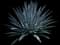 Blue American Agave Plant — design image 18