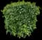 Tropical Hibiscus Tree — design image 16