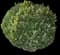 Evergreen Japanese Euonymus Shrub — design image 15