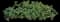 Yellow Alder — design image 1