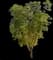 Pecan Tree — design image 1