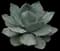 Whale's Tongue Agave — design image 1