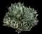 Butterfly Agave — design image 4