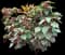 Chenille plant — design image 4